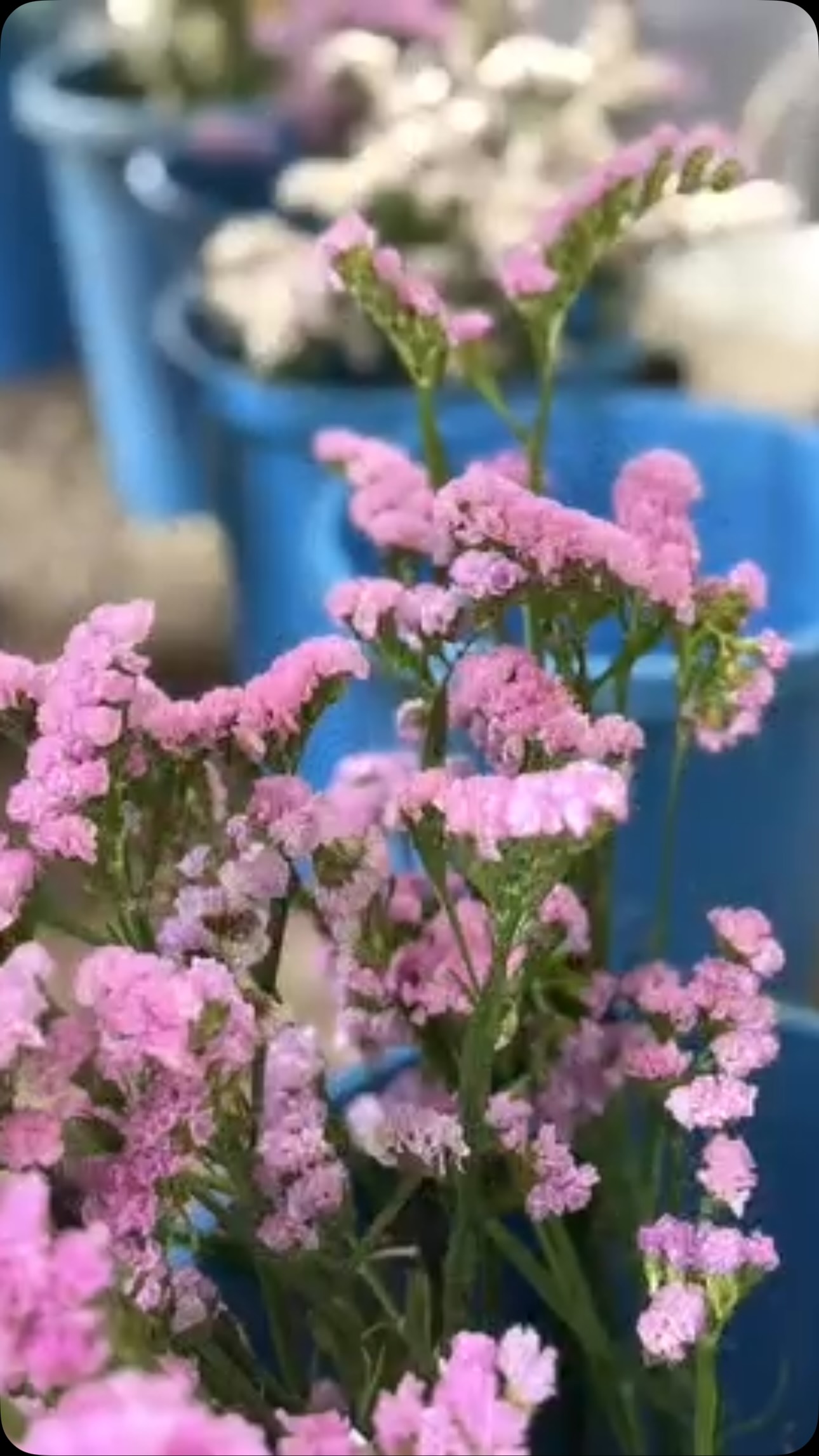 花塾で使うピンクのスターチス